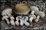 Leccinum chalybaeum image