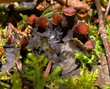 Peltigera horizontalis image