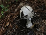 Amanita canescens image