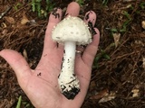 Amanita canescens image