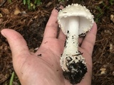 Amanita canescens image
