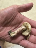Leccinum roseoscabrum image
