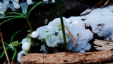 Ceratiomyxa fruticulosa var. fruticulosa image