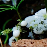 Ceratiomyxa fruticulosa var. fruticulosa image