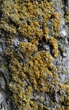 Caloplaca flavorubescens image
