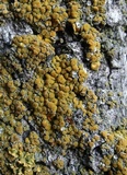 Caloplaca flavorubescens image