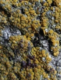 Caloplaca flavorubescens image