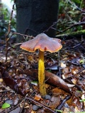 Hygrocybe astatogala image