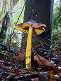 Hygrocybe astatogala image