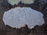 Arthothelium ruanum image