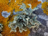 Ramalina bourgeana image