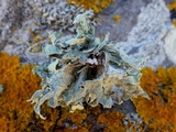 Ramalina bourgeana image