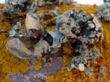 Ramalina bourgeana image