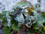 Ramalina bourgeana image