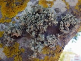 Ramalina bourgeana image