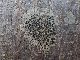 Lecidella elaeochroma f. elaeochroma image