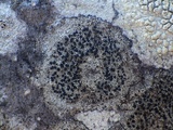 Lecidella elaeochroma f. elaeochroma image