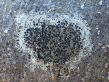 Lecidella elaeochroma f. elaeochroma image