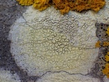 Pertusaria heterochroa image
