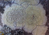 Pertusaria heterochroa image