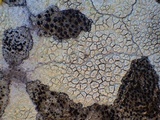 Pertusaria heterochroa image