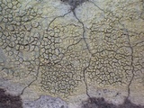 Pertusaria heterochroa image