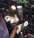 Mutinus cartilagineus image
