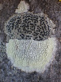 Lecidella elaeochroma f. elaeochroma image