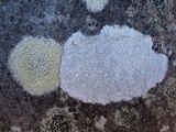 Arthothelium ruanum image