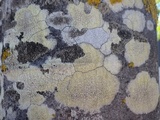 Pertusaria heterochroa image