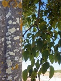 Arthothelium ruanum image
