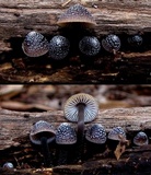 Mycena nargan image