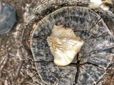 Pleurotus populinus image