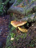 Cortinarius phaeomyxa image