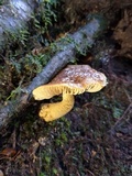 Cortinarius phaeomyxa image