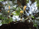 Mitrula lunulatospora image