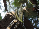 Mitrula lunulatospora image