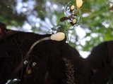 Mitrula lunulatospora image