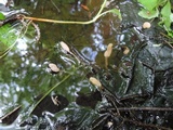 Mitrula lunulatospora image