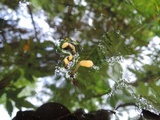 Mitrula lunulatospora image