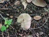 Sarcosphaera coronaria image