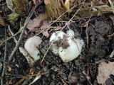 Sarcosphaera coronaria image