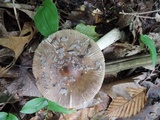 Amanita rhacopus image