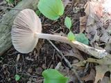 Amanita rhacopus image