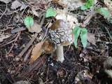 Amanita rhacopus image