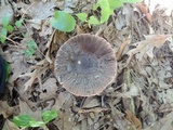 Amanita rhacopus image