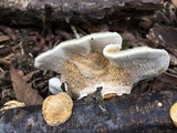 Funalia polyzona image