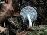 Oudemansiella canarii image
