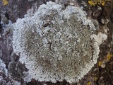 Pyxine sorediata image