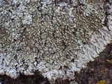 Pyxine sorediata image
